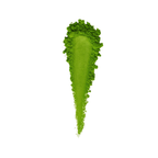Signature Toki Mori Matcha (Ceremonial Grade)
